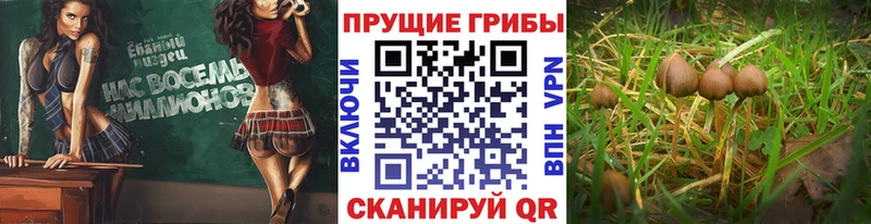 Псилоцибиновые грибы мицелий  цены   hydra зеркало  Павловск 